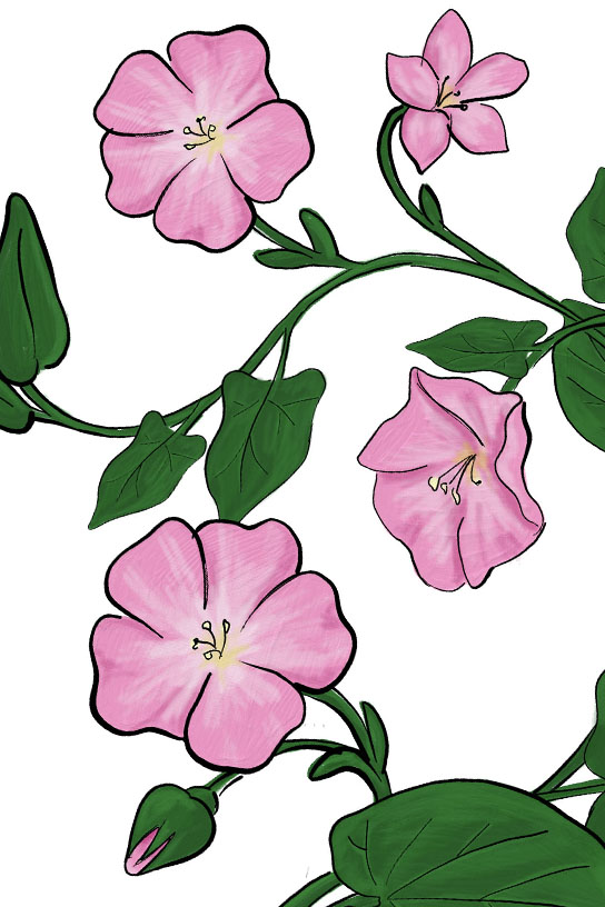 Bindweed