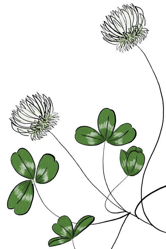 Clover