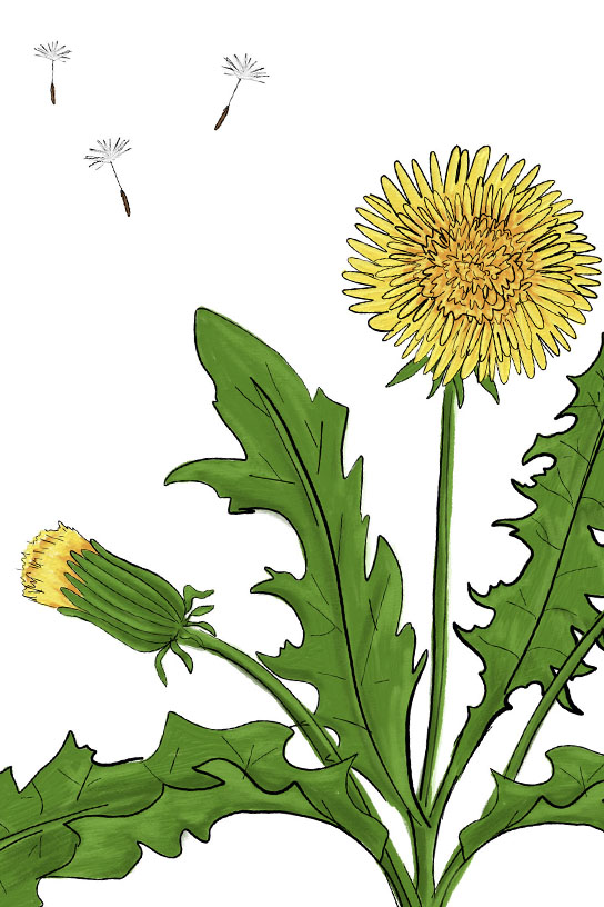Dandelion