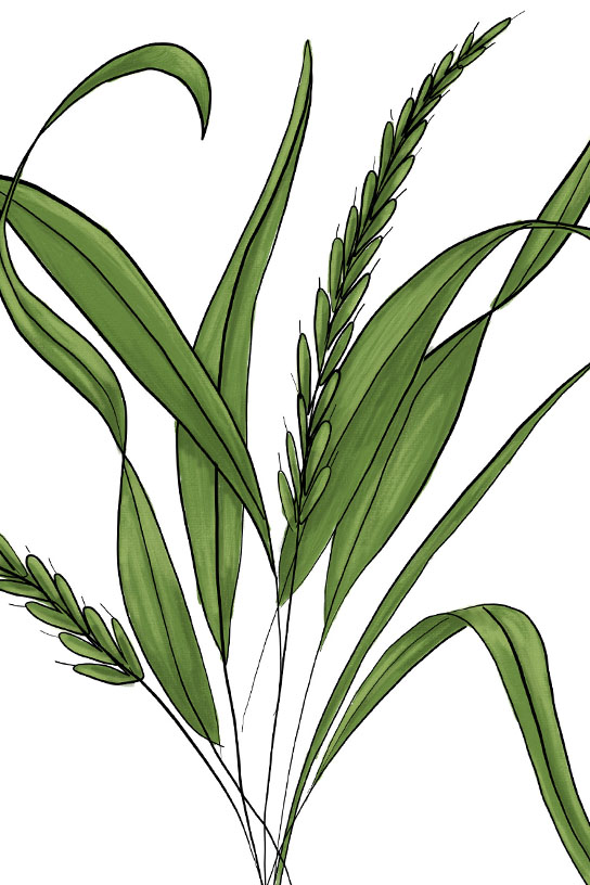 Quackgrass